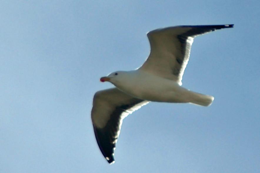 Commercial Property for Sale in Kaysers Beach Eastern Cape